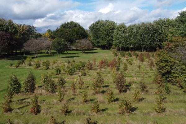 Staghorn Sumac  Glen Arboretum